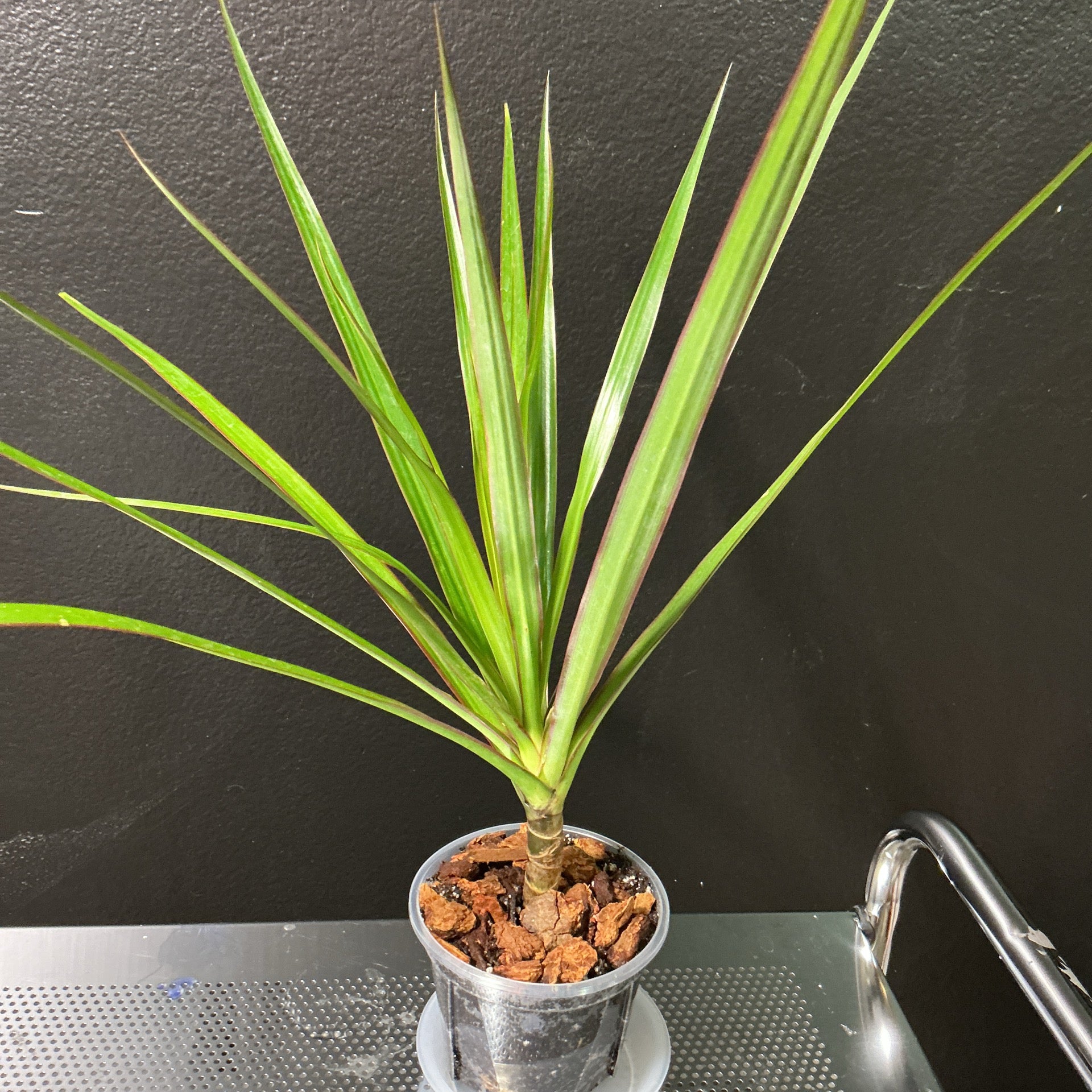 Dracaena Marginata small | Beyond Botanics Las Vegas