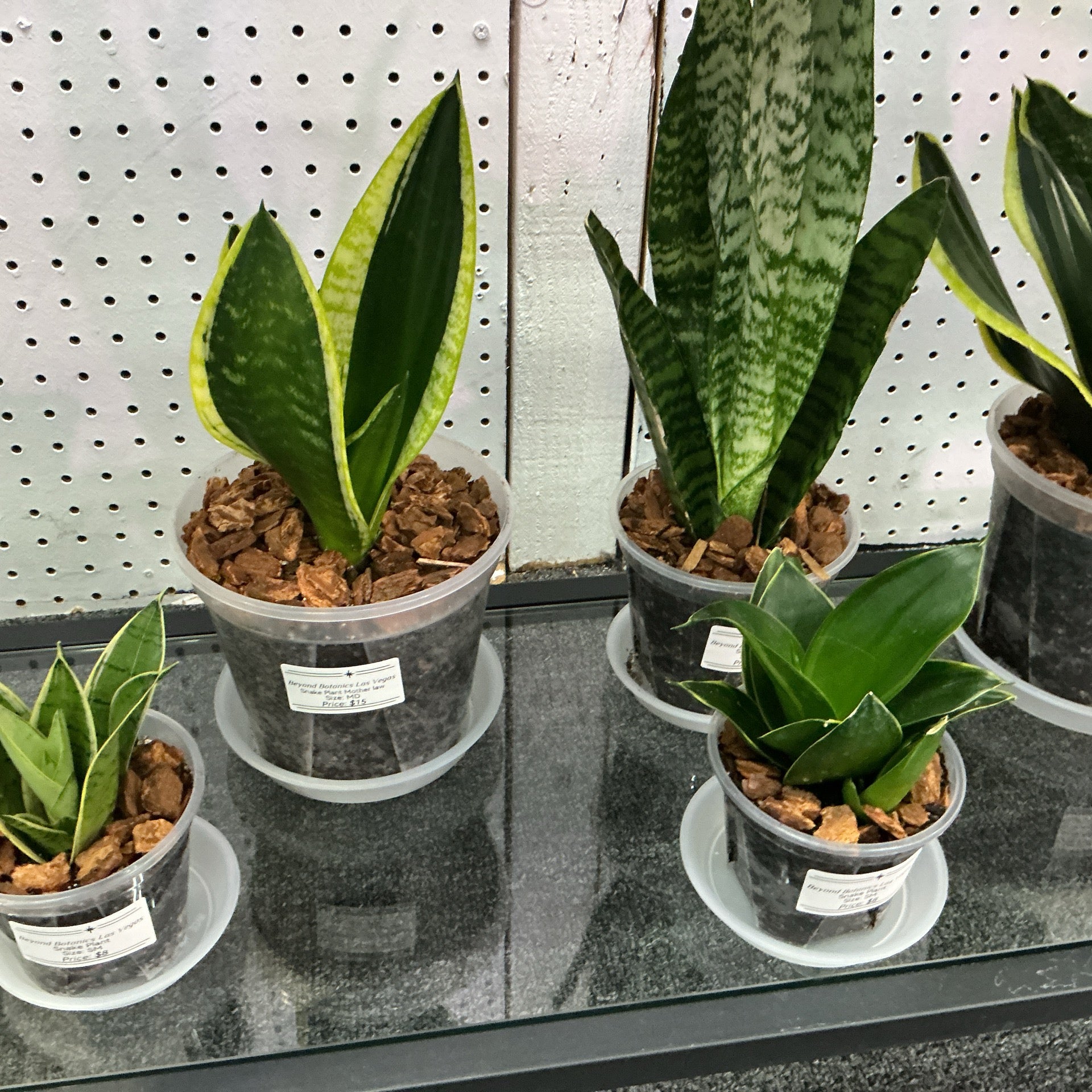 Shop | Beyond Botanics Las Vegas