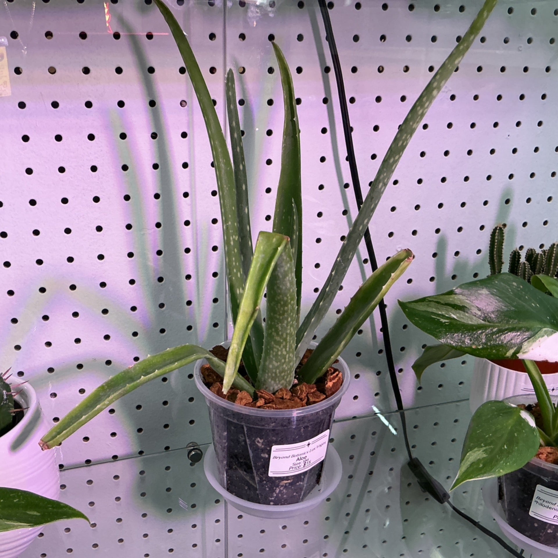 Aloe | Beyond Botanics Las Vegas