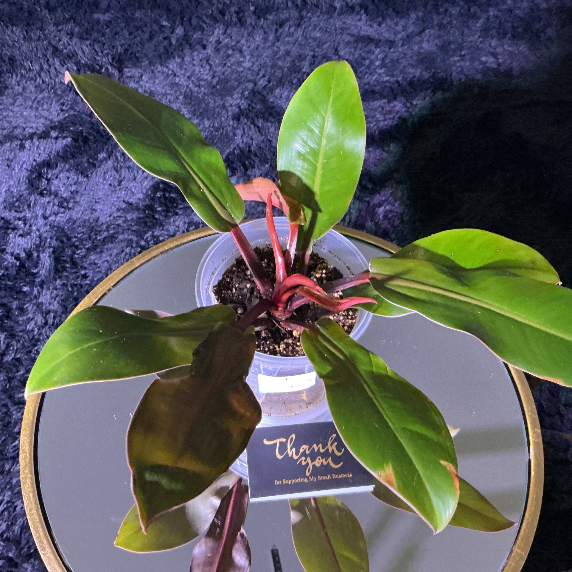 Philodendron Prince Of Orange | Beyond Botanics Las Vegas