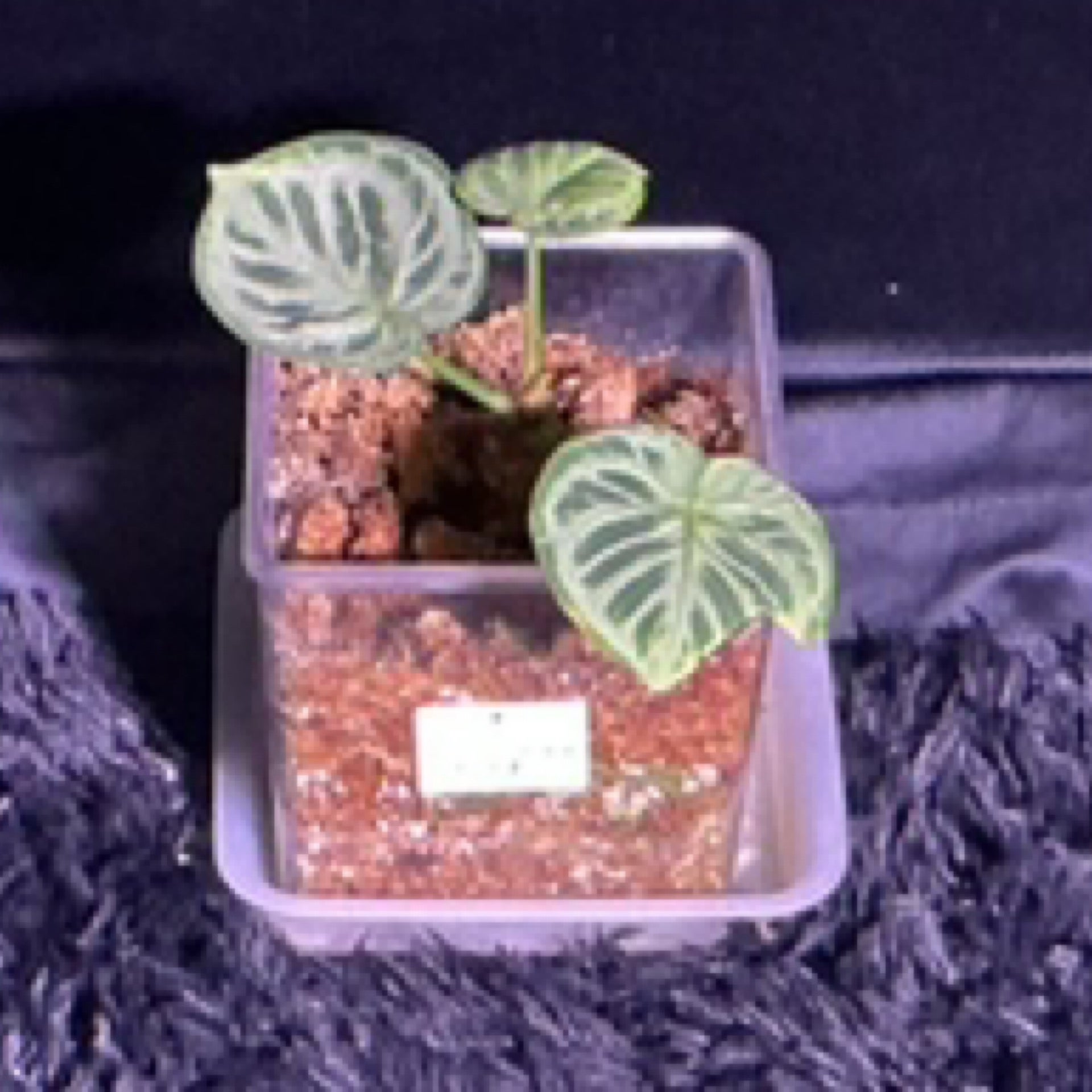 Anthurium Silver Blush Medium | Beyond Botanics Las Vegas